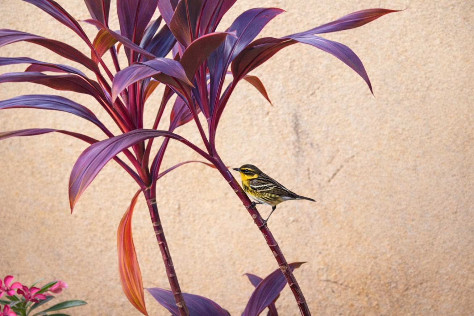 Even The Sparrow Has Found a Home